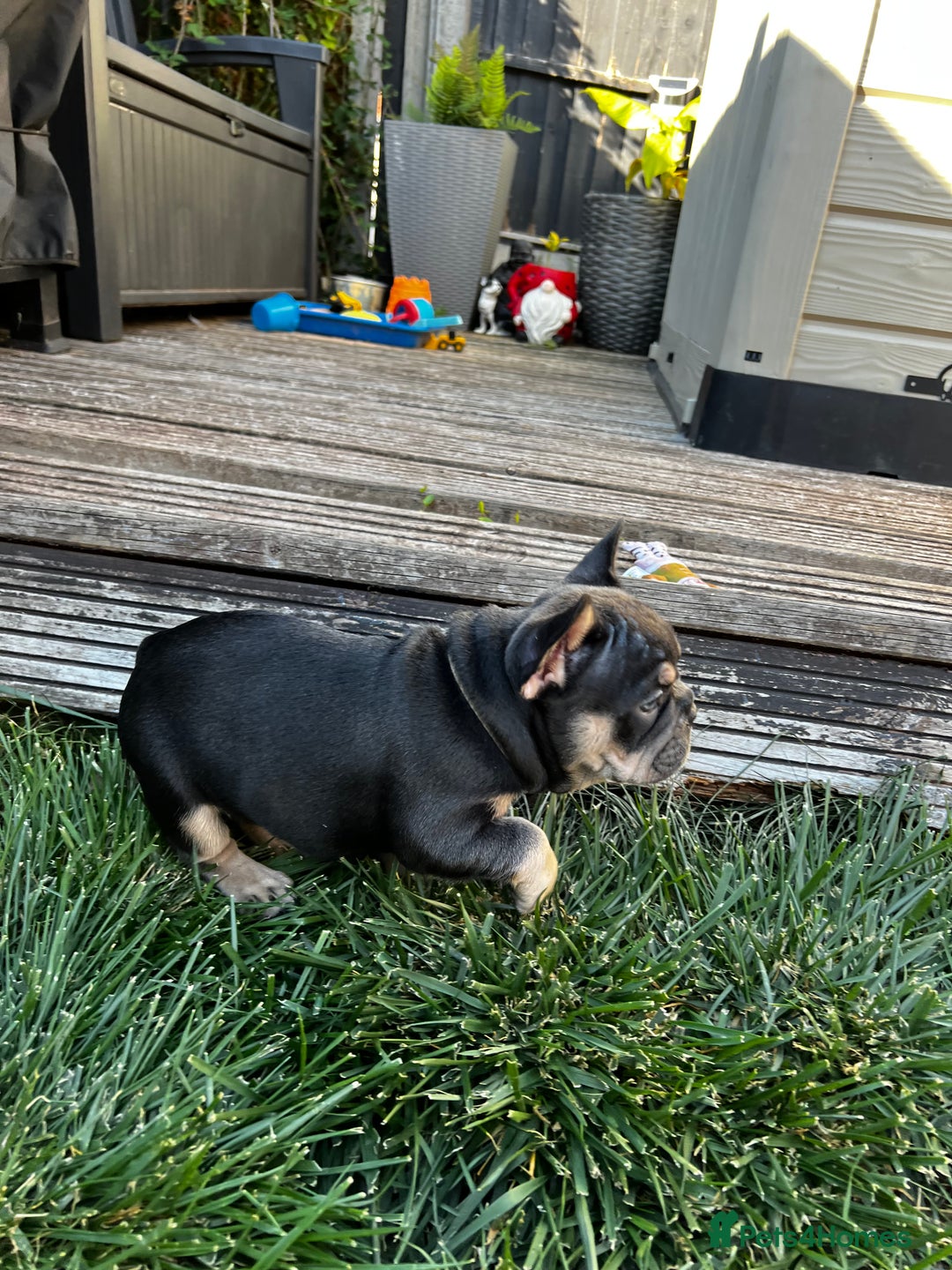 French Bulldog dogs for sale: Kc Registered 5 Generation Pedigree Quality  - Image 27
