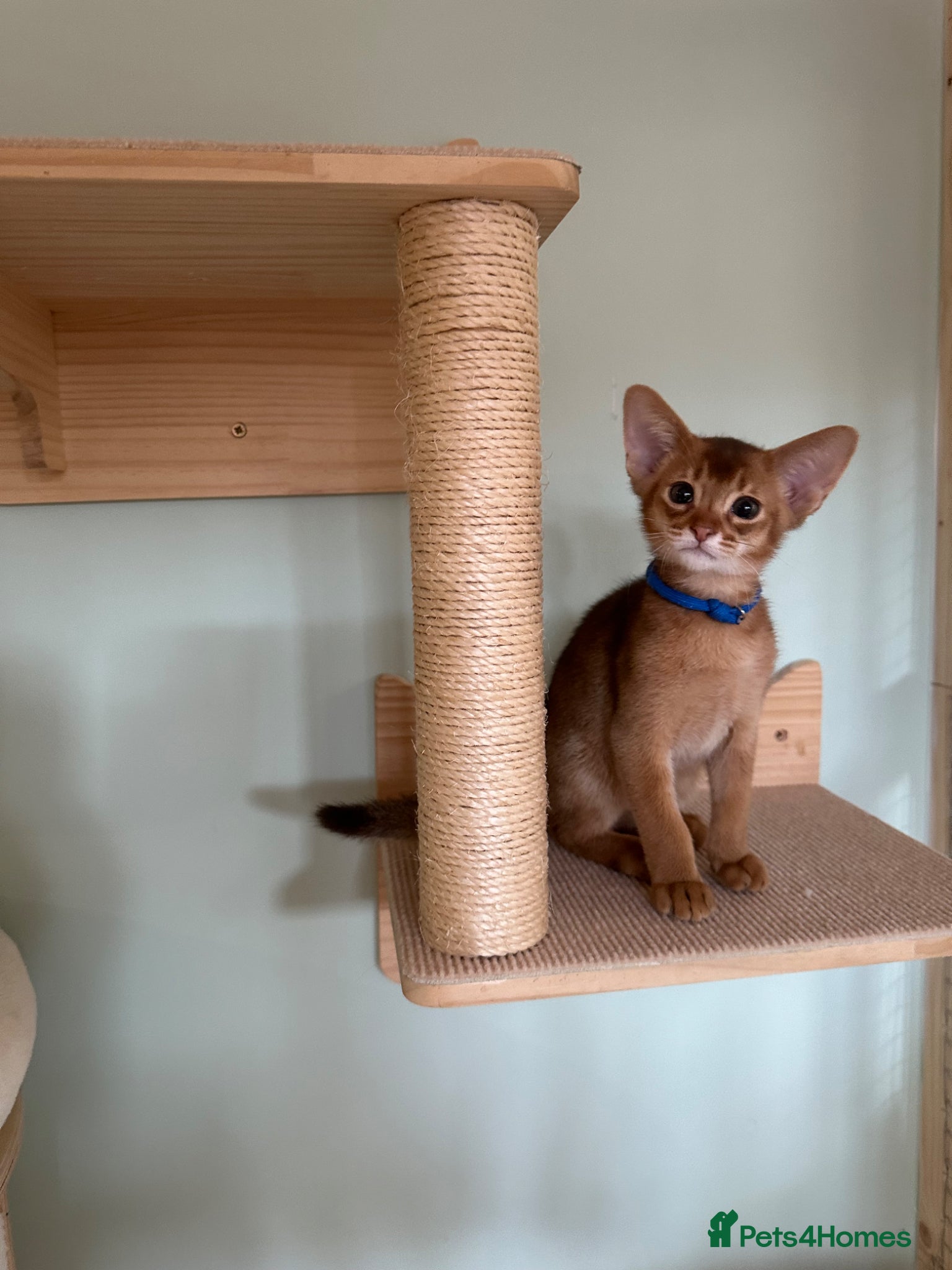 Abyssinian cats for sale: Abyssinian kittens  - Advert 10