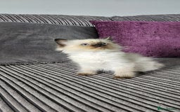 Ragdoll cats for sale: Ragdoll kittens looking for new homes - Image 5