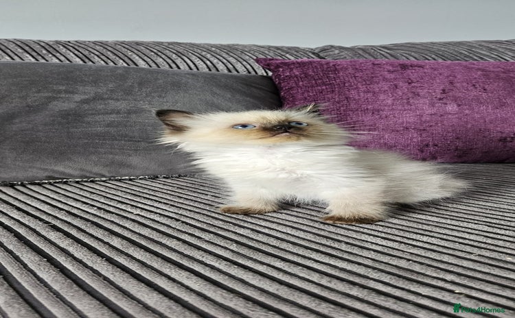 Ragdoll cats - Advert 1