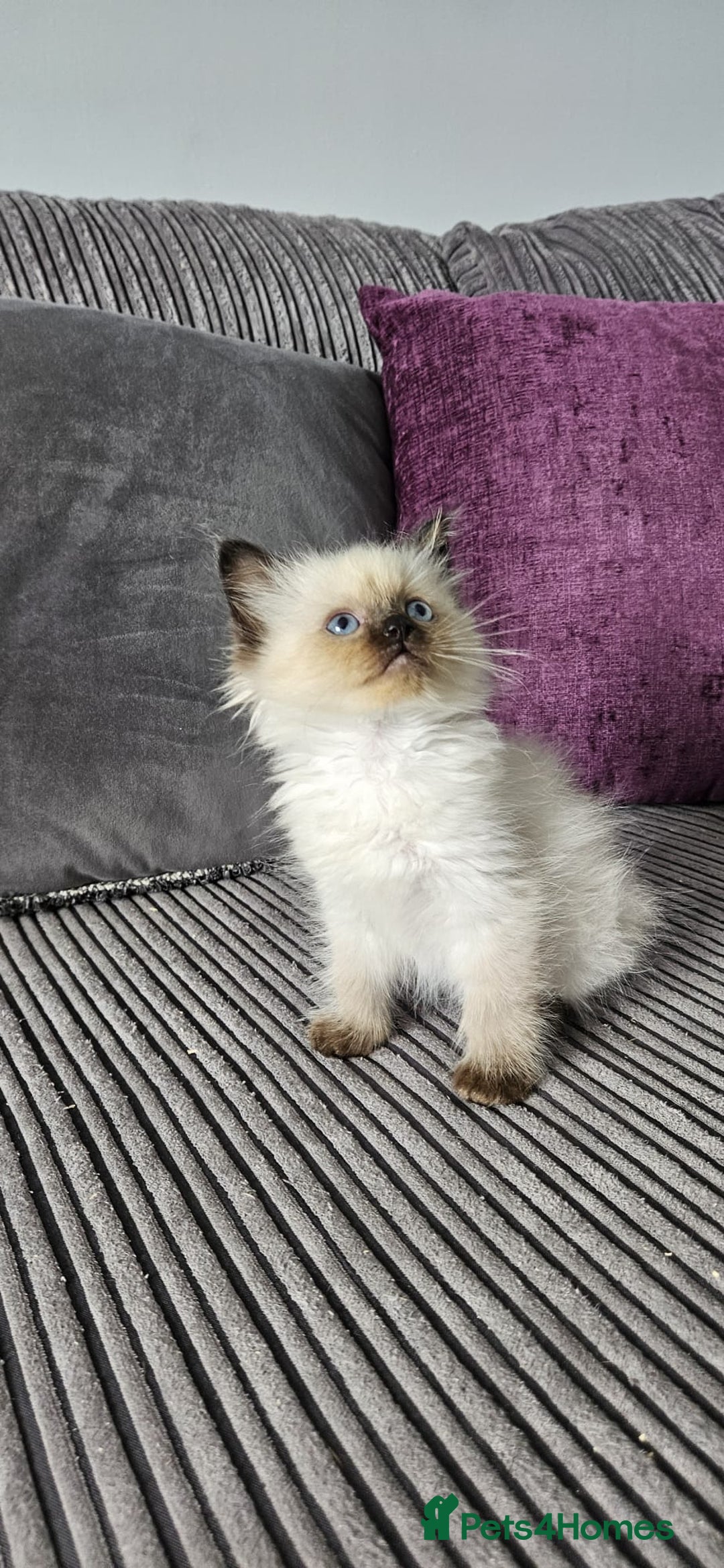Ragdoll cats for sale: Ragdoll kittens looking for new homes - Image 5