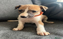 Whippet dogs for sale: KC Reg Whippet 3xM 3xF - Image 4