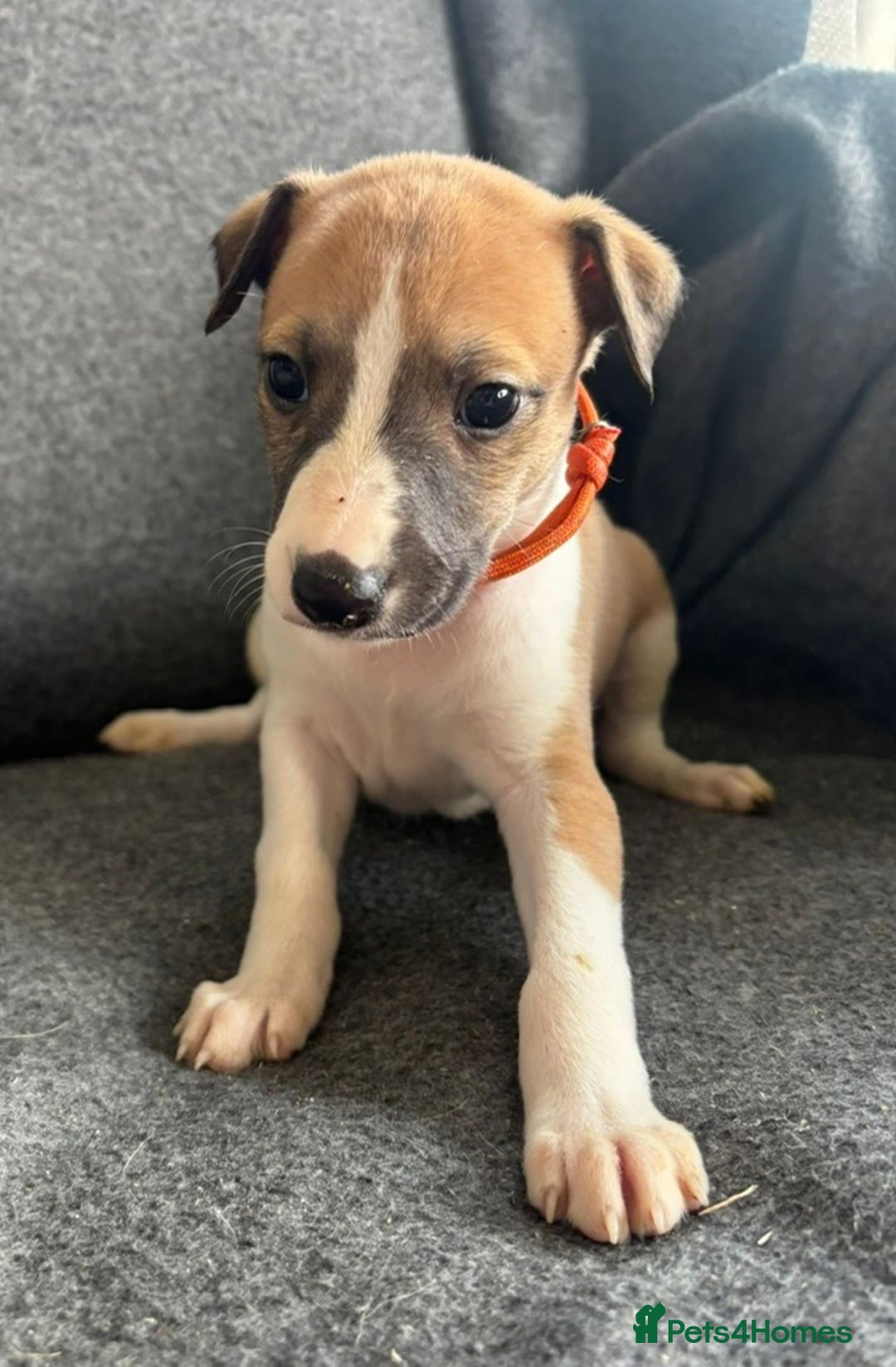 Whippet dogs for sale: KC Reg Whippet 3xM 3xF - Image 4