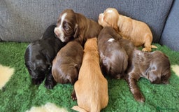 Cocker Spaniel dogs for sale: Stunning show type cocker spaniel pups for sale - Image 4