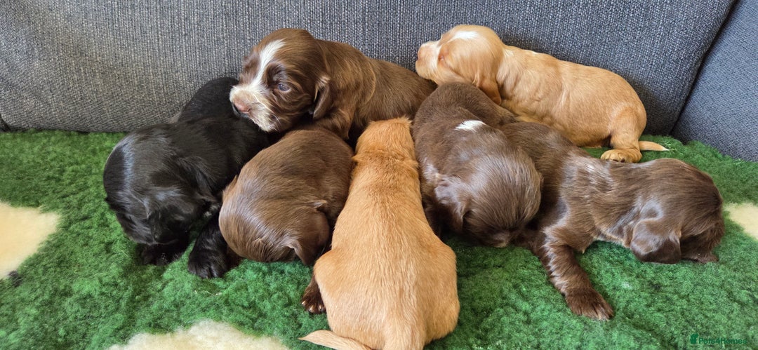 Cocker Spaniel dogs for sale: Stunning show type cocker spaniel pups for sale - Image 4