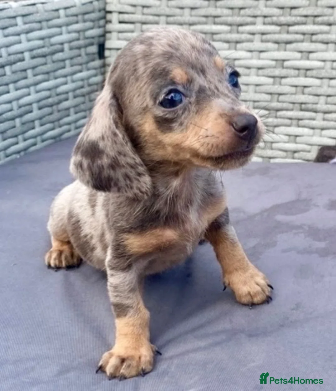 Dachshund dogs for sale: ‼️‼️Ready to leave miniature dashounds‼️‼️ - Advert 2