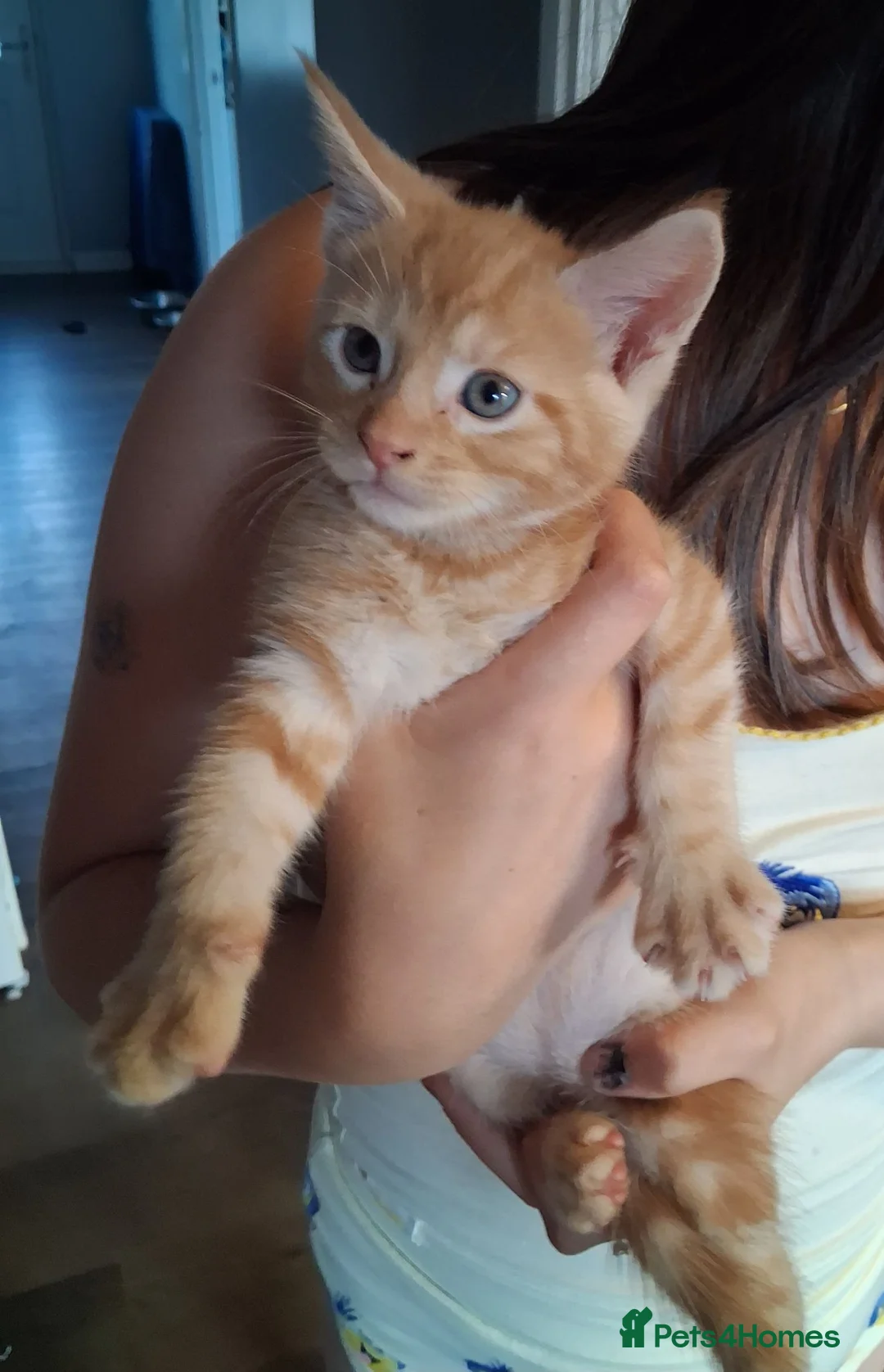 Maine Coon cats for sale: 4 maincoon babies  - Advert 1