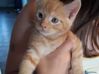 Maine Coon cats 4 maincoon babies - Advert 3