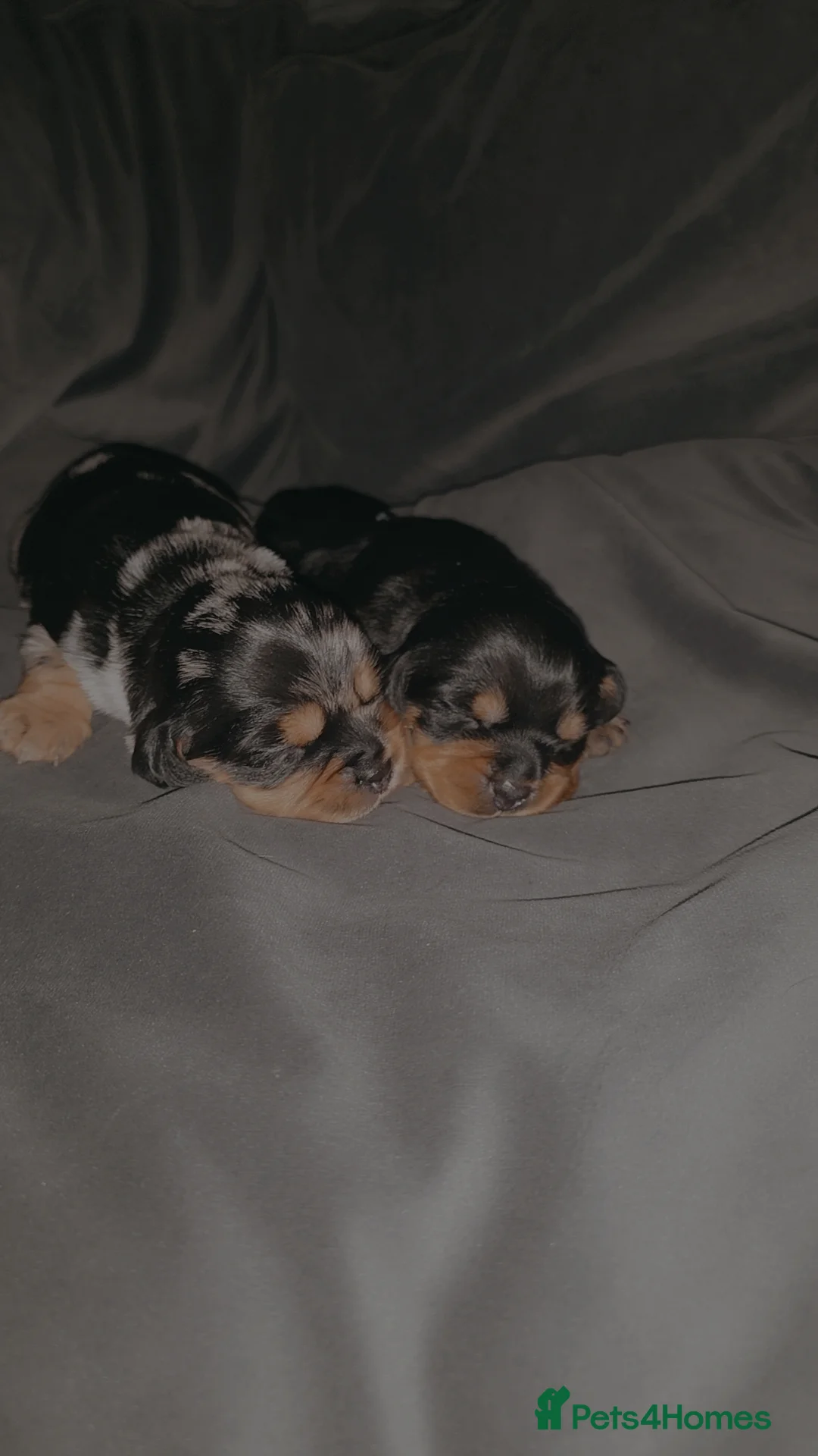 Mixed Breed dogs for sale: Daschund X Pug - Advert 9