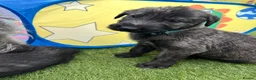 Irish Wolfhound dogs for sale: Health Tested, KC Reg Irish Wolfhounds  - Advert 21
