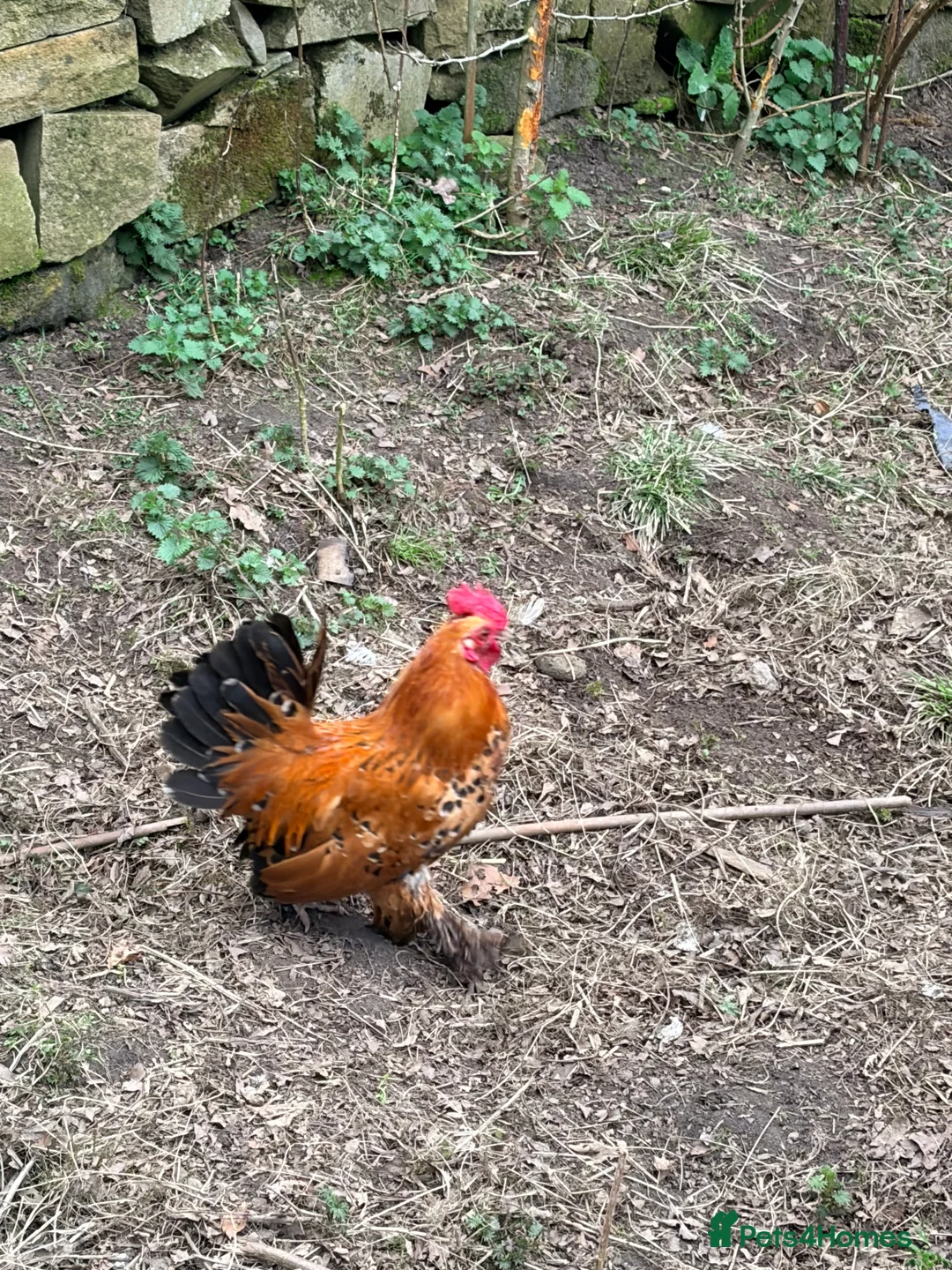 Chickens poultry for sale: Silkie / Bantam Cockerel 🐓  in Glossop - Advert 2
