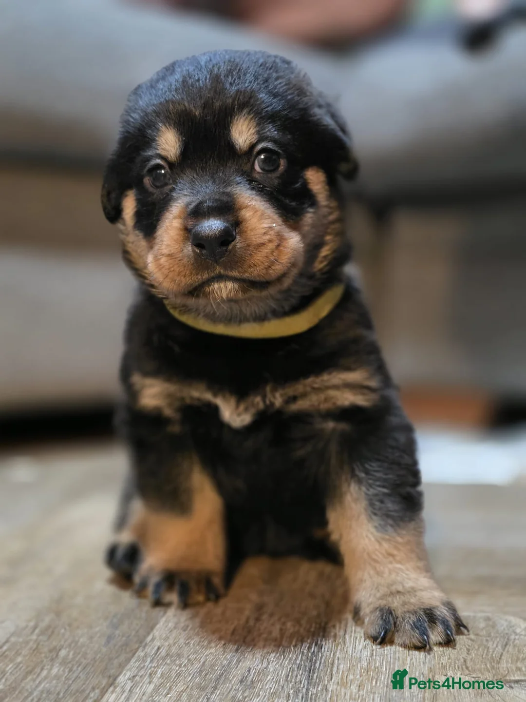 Rottweiler dogs for sale: Stunning chunky Rottweiler puppies  - Advert 16