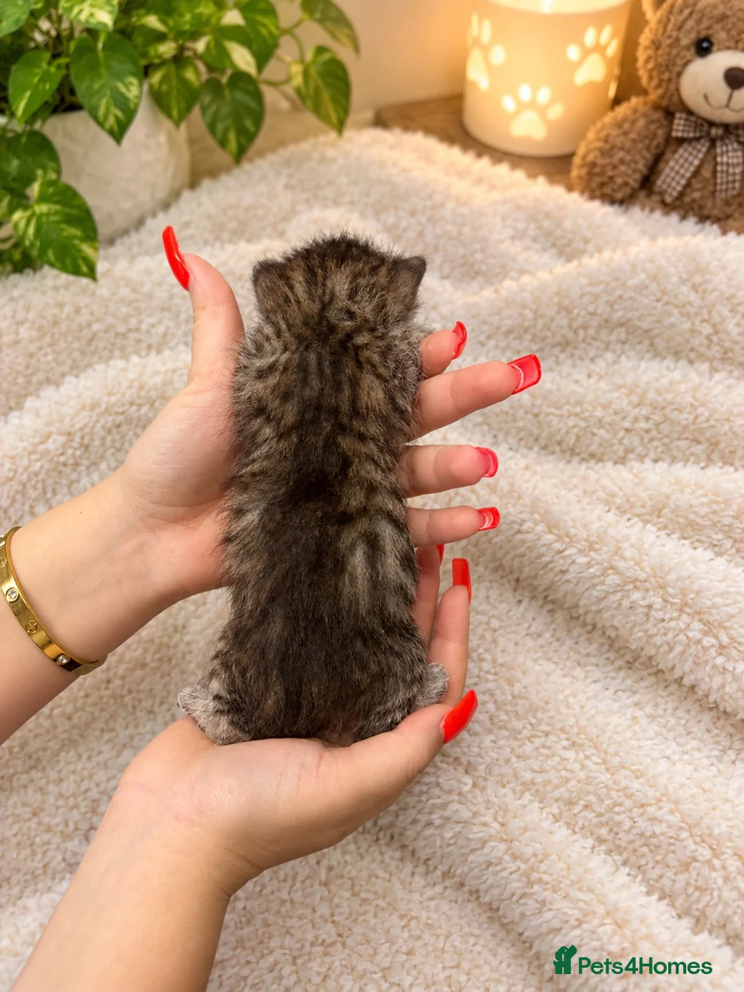 Mixed Breed cats for sale: Stunning kittens  - Advert 24