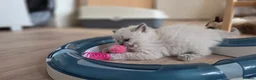 Ragdoll cats for sale: Gorgeous Ragdoll ready to leave 11 July - Advert 34
