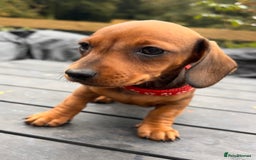 Miniature Dachshund dogs for sale: Red/blac&tan mini dachshunds  - Image 11