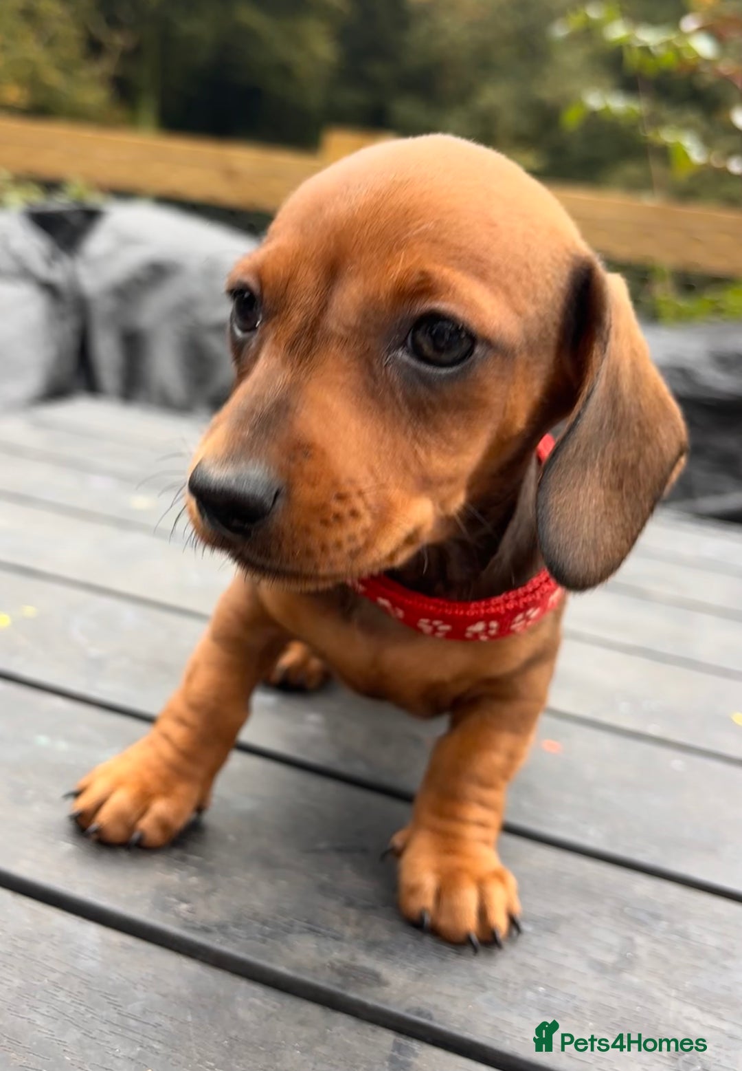 Miniature Dachshund dogs for sale: Red/blac&tan mini dachshunds  - Image 11