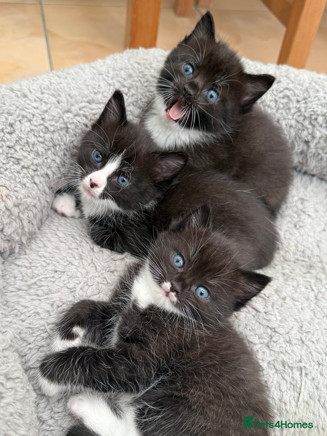 Ragdoll cats for sale: Ragdoll x kittens  - Image 2