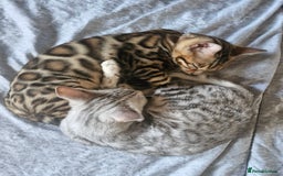 Bengal cats for sale: READY REDUCED TICA Genetic/Health Tested Bengals - Image 1