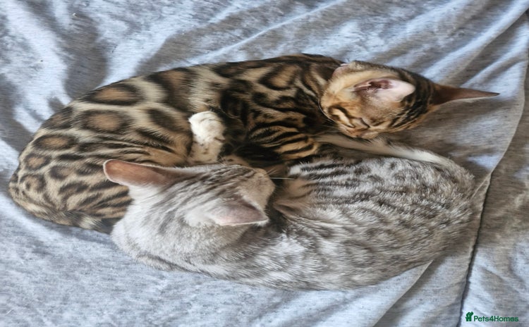 Bengal cats - Advert 4