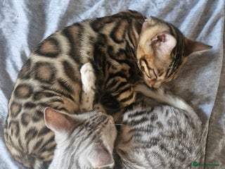 Bengal cats - Advert 8