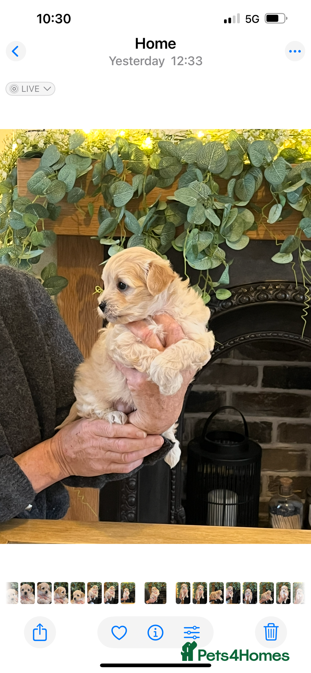 Maltipoo dogs for sale: Maltipoo puppies  - Advert 24