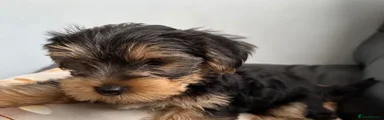 Yorkshire Terrier 3