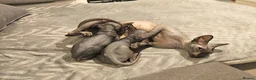 Sphynx cats for sale: 🐾 Beautiful Sphynx Kittens for Sale 🐾 - Advert 7