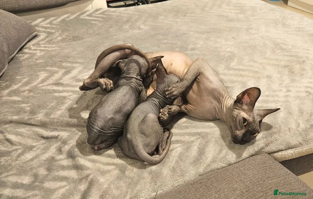 Sphynx cats for sale: 🐾 Beautiful Sphynx Kittens for Sale 🐾 - Advert 7