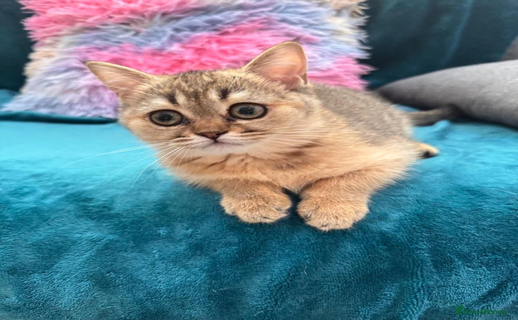 Scottish Fold cats - Advert 10
