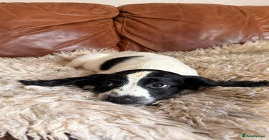 English Springer Spaniel dogs - Advert 5