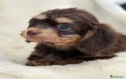 Mixed Breed dogs for sale: Gorgeous Daxi cross puppies  - Advert 21