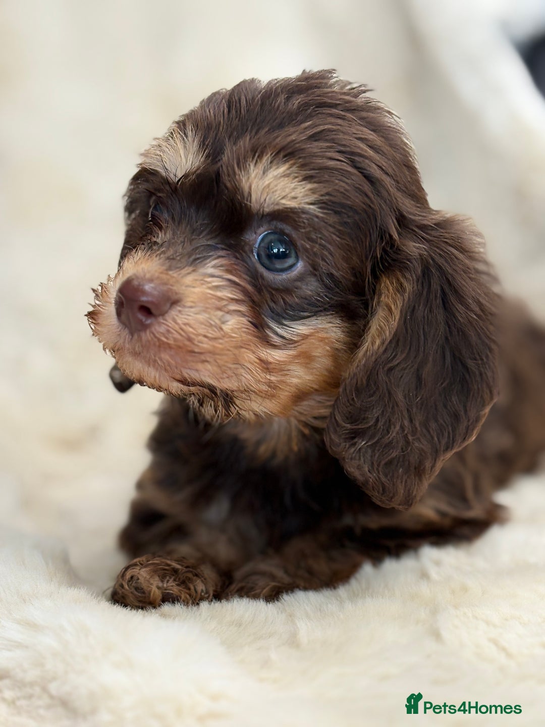 Mixed Breed dogs for sale: Gorgeous Daxi cross puppies  - Advert 21