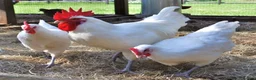 Chickens poultry for sale: Poulet de Bresse eggs, chicks, hens and cockerels - Advert 1