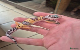 Gecko reptiles for sale: Leopard, gargoyle, chahoua and crested geckos - Advert 17
