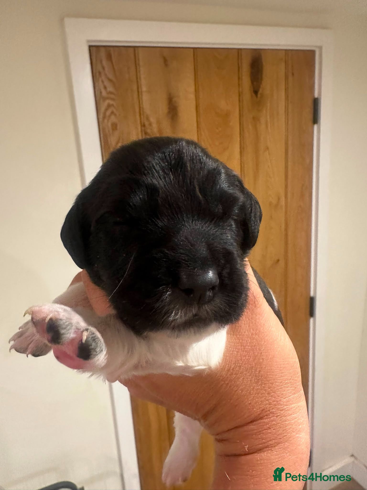 English Springer Spaniel dogs Gorgeous KC Reg Springer Spaniel Pups  - Advert 5