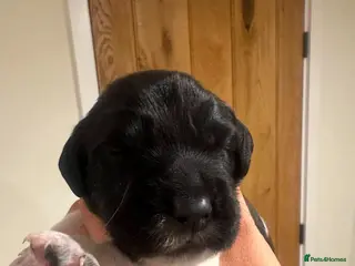 English Springer Spaniel dogs Gorgeous KC Reg Springer Spaniel Pups - Advert 5