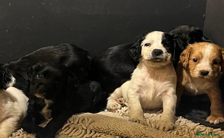Cocker Spaniel dogs - Advert 1