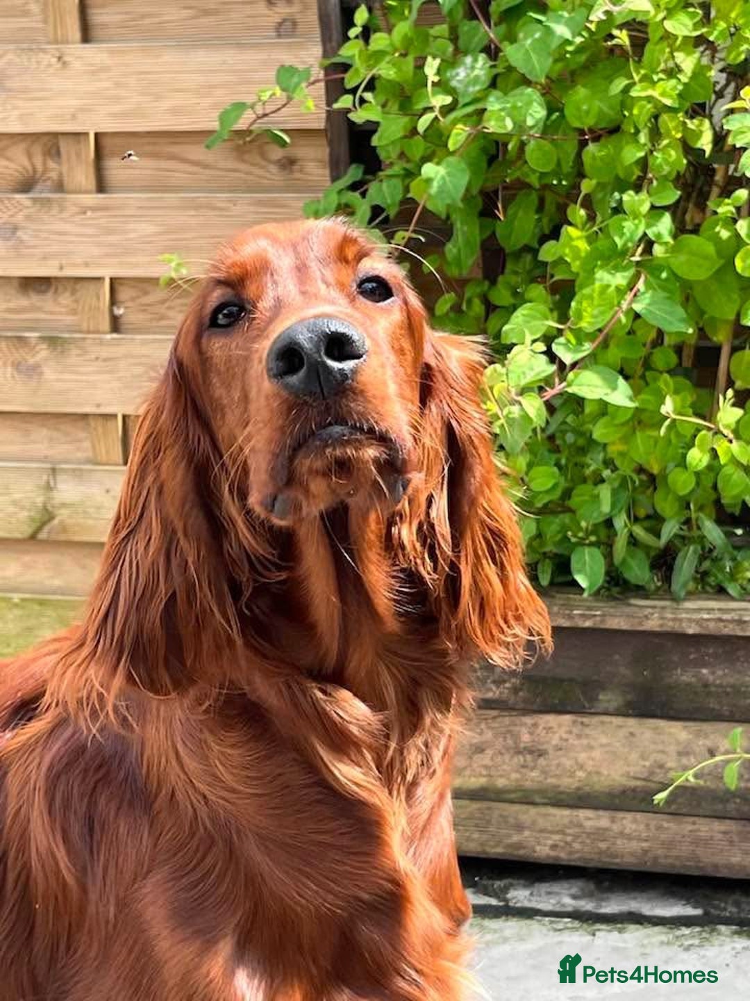 Irish Setter dogs for sale: Quality Irish setter puppies KC Registered - Advert 18