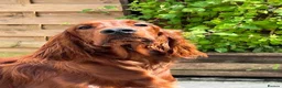 Irish Setter dogs for sale: Quality Irish setter puppies KC Registered - Advert 24