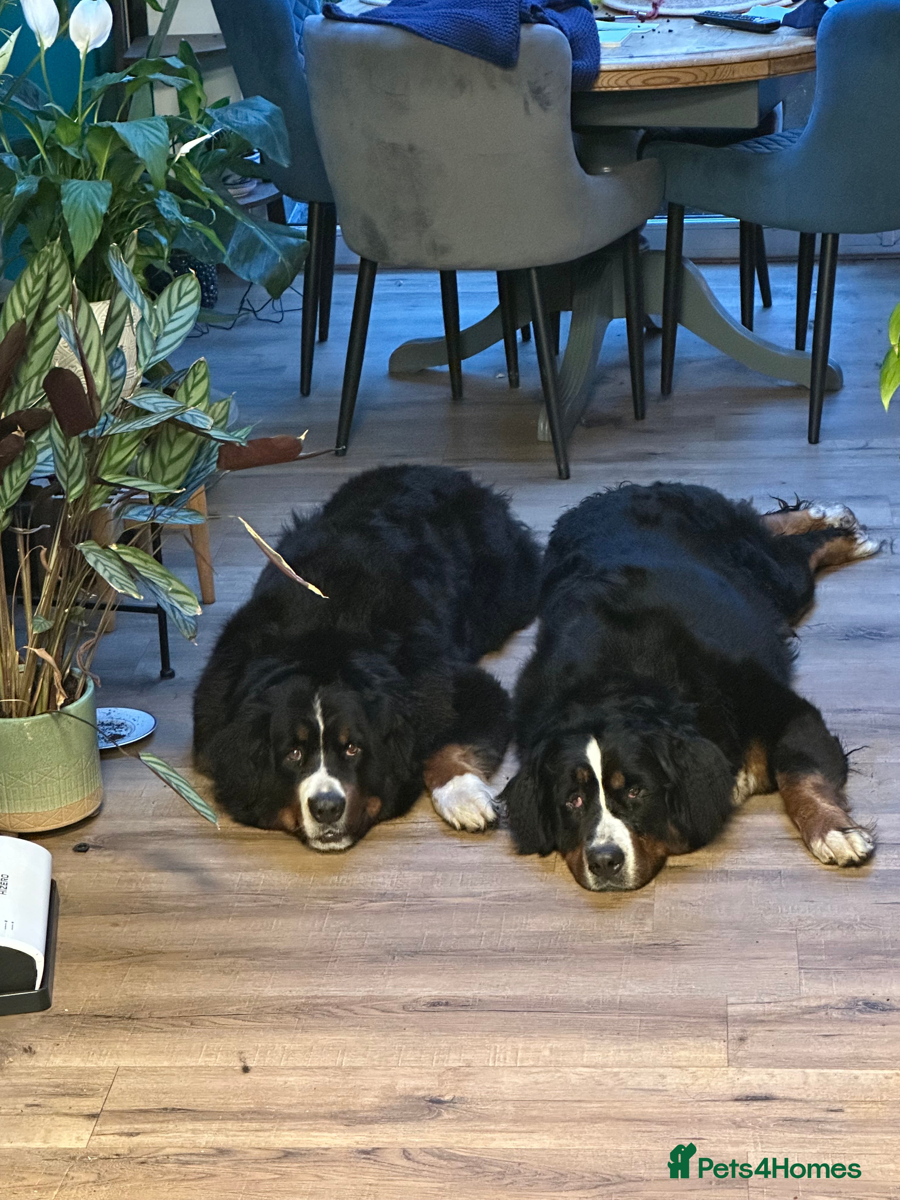 Bernese Mountain Dog dogs Burnese mountain dog - Advert 1