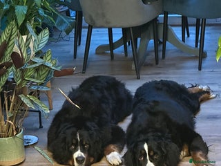 Bernese Mountain Dog dogs Burnese mountain dog - Advert 2