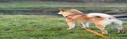 Japanese Shiba Inu dogs for sale: Beautiful Japanese Shiba Inu dog to rehome in Stockport - Advert 3