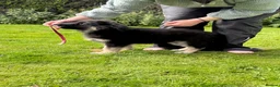 German Shepherd dogs for sale: Ready now reduced further  to sell Kcreg GSD pups - Advert 8