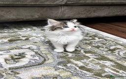 Ragdoll cats for sale: 2 half ragdoll kittens - 1 male 1 female - Image 10