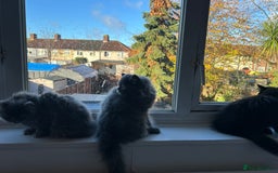 Persian cats for sale: Persian kittnes for sale London  - Advert 10