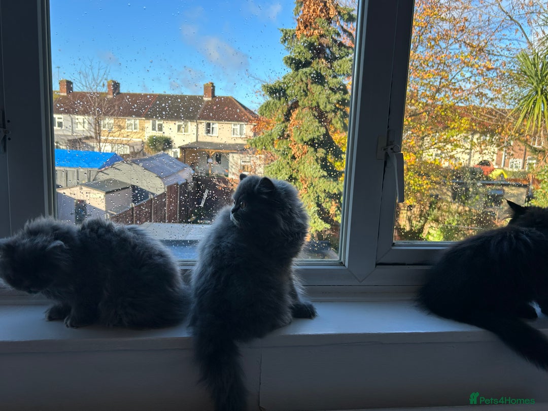 Persian cats for sale: Persian kittnes for sale London  - Advert 10