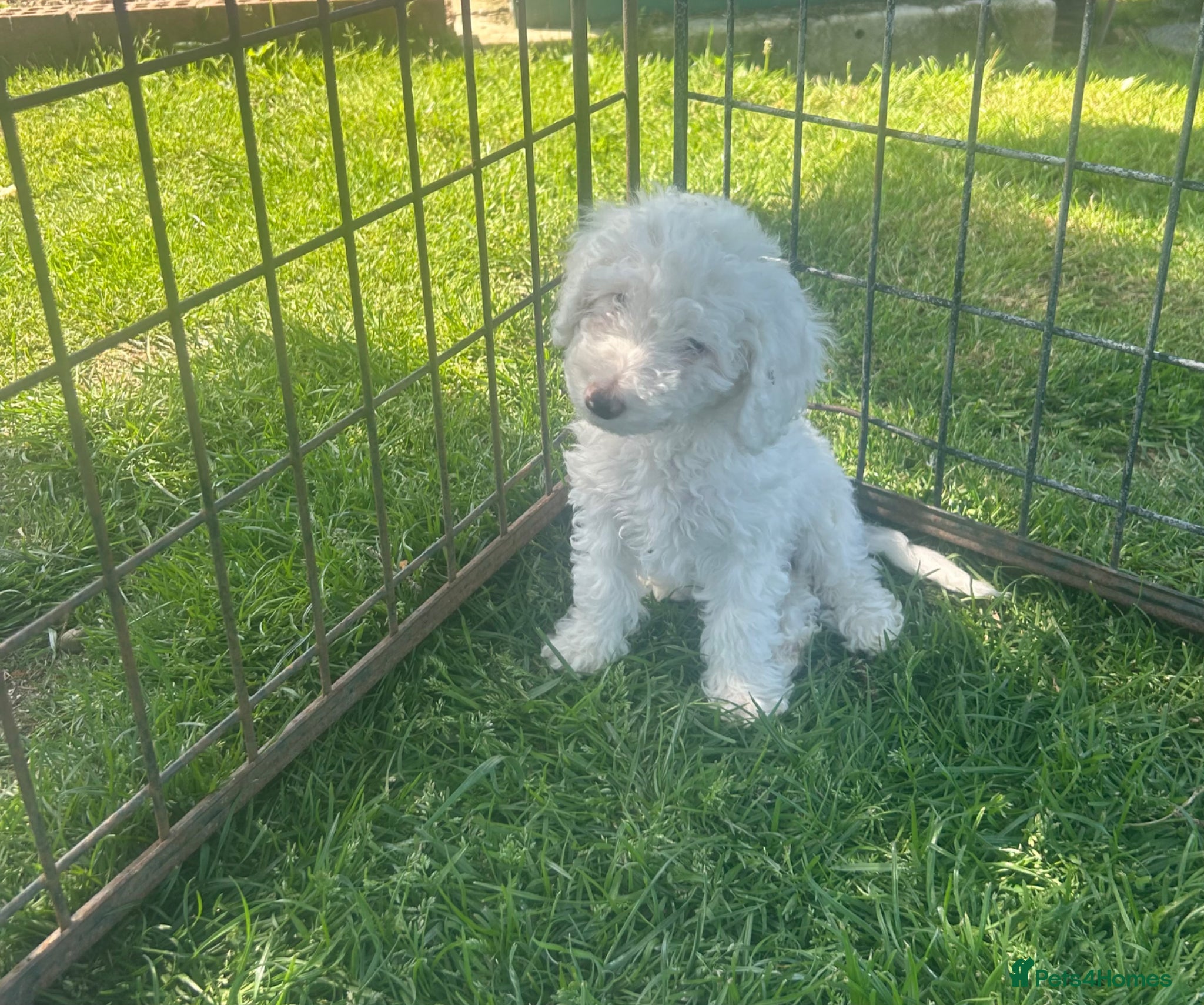 Cockapoo dogs F1b stunning cockapoos  - Advert 2