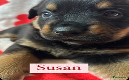 Rottweiler dogs for sale: 2 girls remaining  - Image 6
