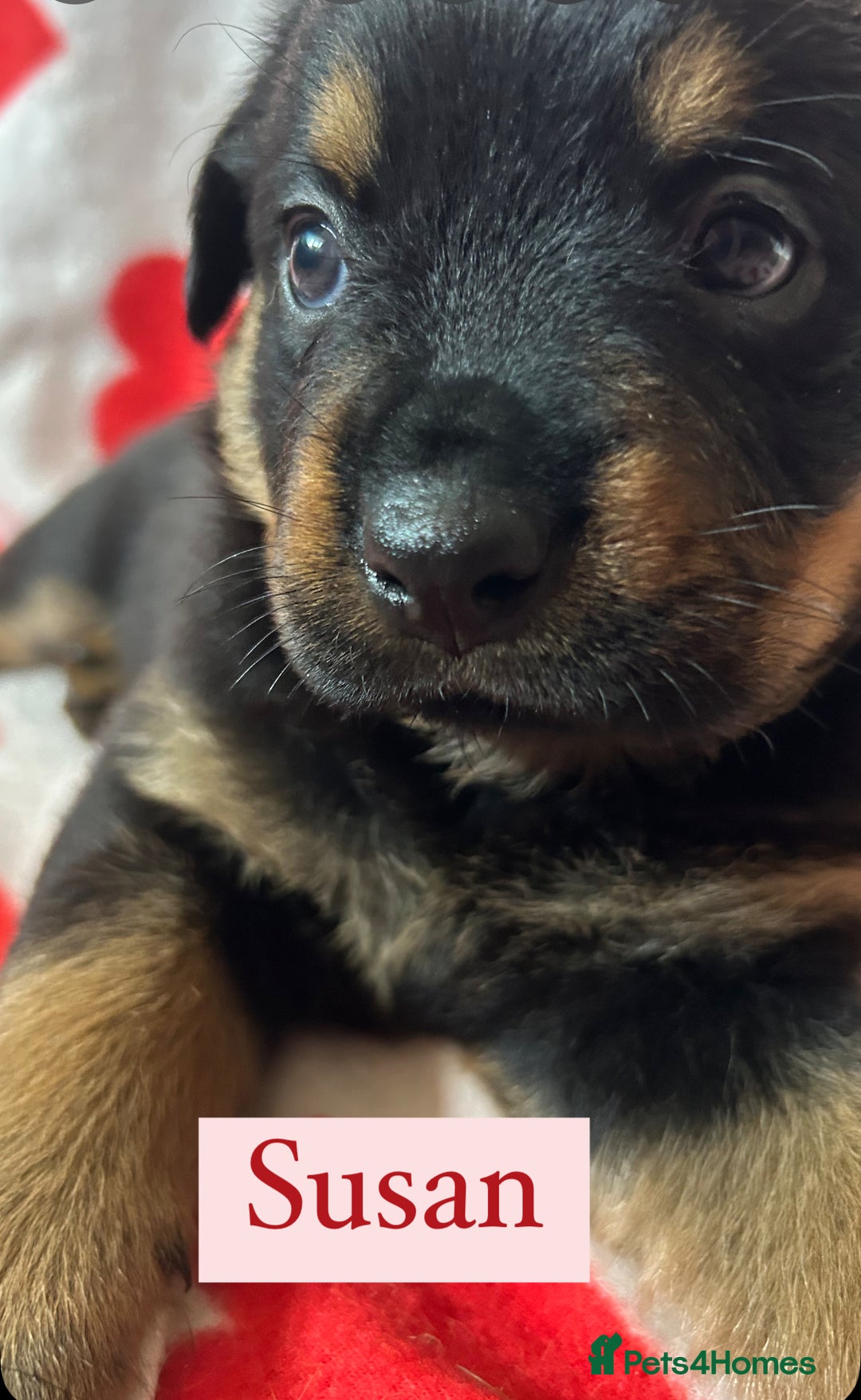 Rottweiler dogs for sale: 2 girls remaining  - Image 6