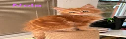 Maine Coon cats for sale: Beautiful Maine Coon Kittens-Ready Soon - Advert 15